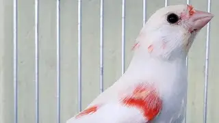 PINTA PRETA AQUI NÃO É PROBLEMA