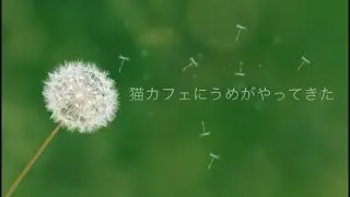 猫カフェにうめがやってきた（2026/1/24うめ卒業記念動画）
