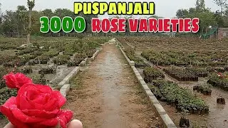 Puspanjali Nursery - Asia's Biggest Rose Garden, Rose Valley Of India