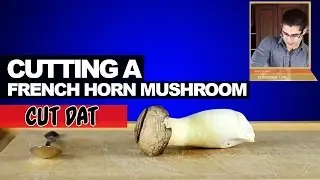 Cutting a French Horn Mushroom