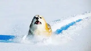 Dogs & Cats IN SNOW! (Cute & Funny Pets Compilation!)