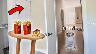 Labrador Plays Hide & Seek With MCDONALDS!!