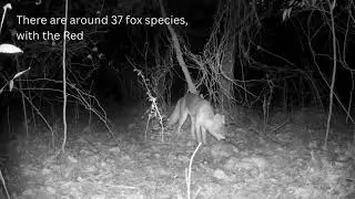 Fox Snack Time! Facts That Will Surprise You 🦊