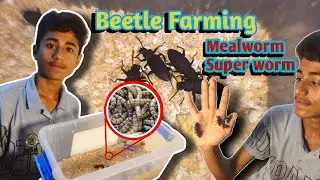 How to make a beetle/mealworm/super-worm Farm?-কিভাবে বিটল/মেলওয়ার্ম/সুপার ওয়ার্ম ফার্ম তৈরি করবেন