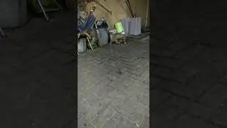 cat marking territory by spraying urine