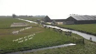 Vlogs Stal Alblas - Paarden en pony's naar de wei