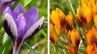 How to Plant Large-Flowering Crocus: Spring Garden Guide