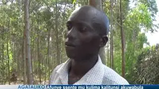 Afunye ssente mu kulima kalitunsi akuwabula