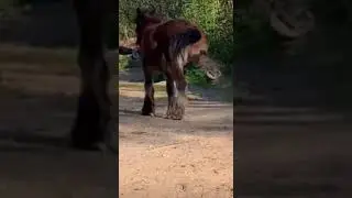 Funny duck get kicked by a horse #shorts