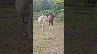 Friendship looks like this 🐎#HorseAndHorse#HorseFriendship#GentleGiant #Heartwarming#AnimalBond