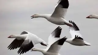 SNOW GOOSE SOUNDS || THE MOST POWERFULL SOUNDs
