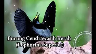 burung cenderawasih kerah (lophorina superba)