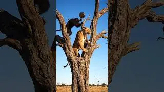 This Monkey Has a Plan  #wildlife