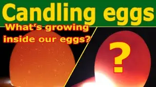 Candling eggs, how to do so and what to look for