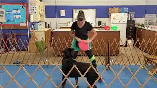 Do More With Your Dog - Master Champion Title - 101 Tricks - Panzer