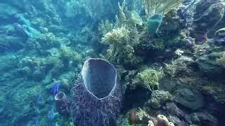 What did you see during your last dive? #carribbeansea #diving