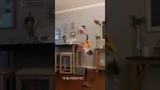 Cats vs bags#funnycats #funnyanimals #petvideos #cat #usa #longervideos