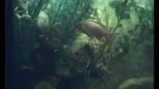 Онтогенез ontogenesis, ontogeny
