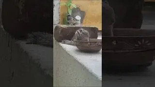 Feeding hungry squirrel and little birds 🐤 #viral #trending #shorts
