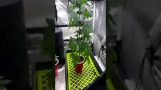 The best beginners LED grow light---marshydro TS1000 #shorts