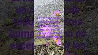 #insabi servicios de salud