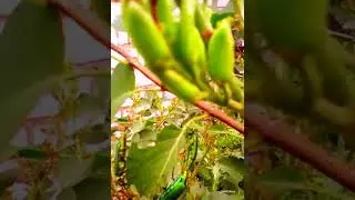 Шпанская мушка. Вредитель сирени.