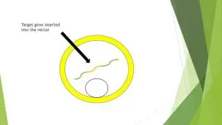 The process of retrovirus mediated gene transfer.