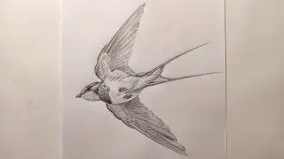 Drawing a swallow with a pencil