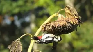 Vroege Vogels - Grote bonte specht pikt zaden
