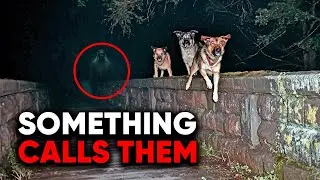 The Mysterious Bridge Where Dogs Keep Jumping to Their Deaths