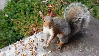 This squirrel is guilty and she knows it