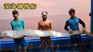 渔民深海捕捞鱼获。仅用两天时间就可以赚到你一年的工资