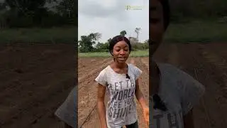 CULTIVATION OF UGU LEAVES; Ugu farming; Land preparation to First germination