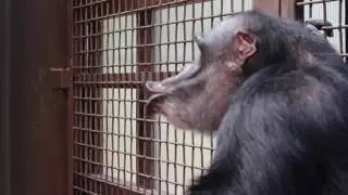 Chimpanzee ends a conflict with a pant hoot