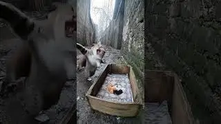 A wild mink tried to attack a kitten, but the mother cat protected it  #cat #animals #shorts