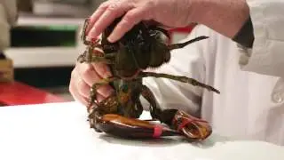 Wholeys Lobster