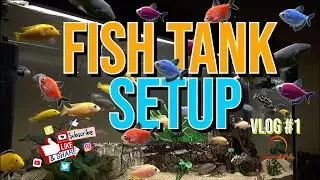 The Beginners Guide to Keeping Fish || Aquarium Setup || FishTank Vlog #1  #fishtank #aquarium #fish