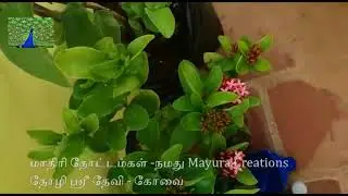 மாதிரி தோட்டம்கள் -நமது Mayura Creations தோழி ஸ்ரீ தேவி - மதுரை