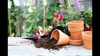 Growing Your Own Food 101