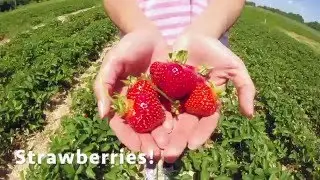 The Pick Your Own Experience at Butler's Orchard