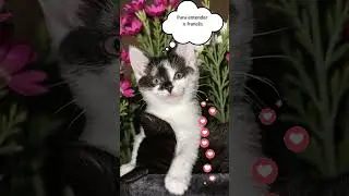 Voc&ecirc; fala franc&ecirc;s?🤔 #cat #shortvideo #subscribe #shorts #whatsappstatus
