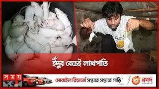 ইঁদুর যেভাবে ভাগ্য বদল করল রাজশাহীর মামুনের | Rat Breeding Farm | Rajshahi | Somoy TV