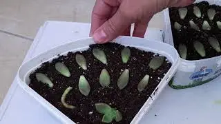 Sukulent 'te kelle kesimi nasıl yapılır, Yapraktan, sukukent çoğaltımı. Sedum nusbeum.