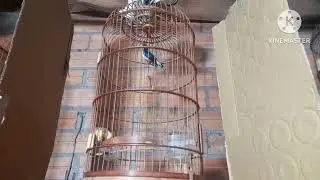 Video 2 chả con đi vợt chim ốc mít mồi lại 