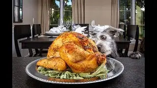Thanksgiving Pet Safety Tips