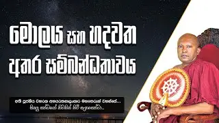 මොලය සහ හදවත අතර සම්බන්ධතාවය
