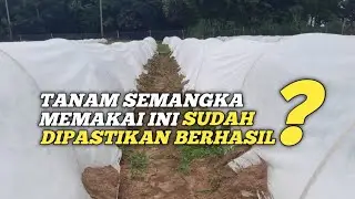 Tanam semangka memakai HAIGRO 