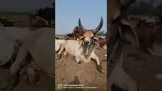 Jai Nandi Baba 🕉