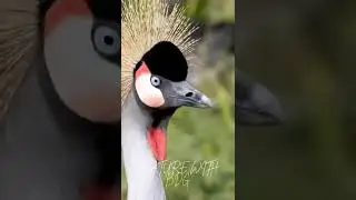 The black crowned crane (Balearica pavonina)   #blackcrownedcrane