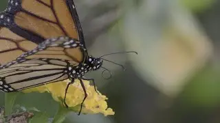 Monarch